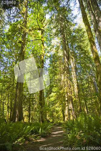 Image of Olympic National Park