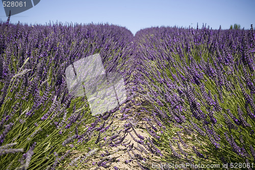 Image of Lavender Farm