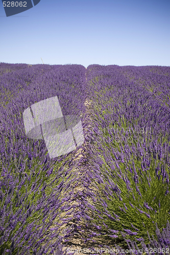 Image of Lavender Farm