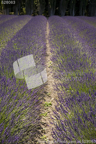 Image of Lavender Farm