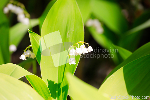 Image of Lily of the valley, Convallaria majalis