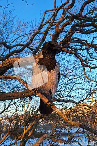 Image of Hooded Crow Perched on Tree on a Winter Morning