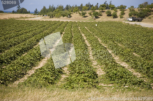 Image of Strawberry Field