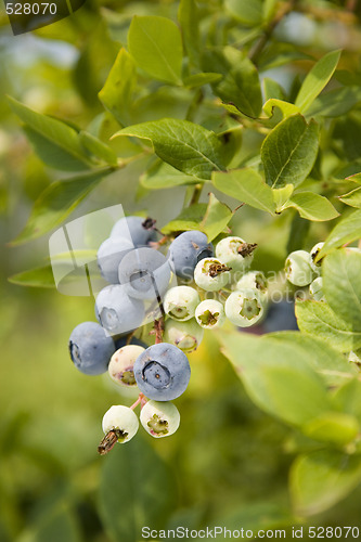 Image of Blueberries