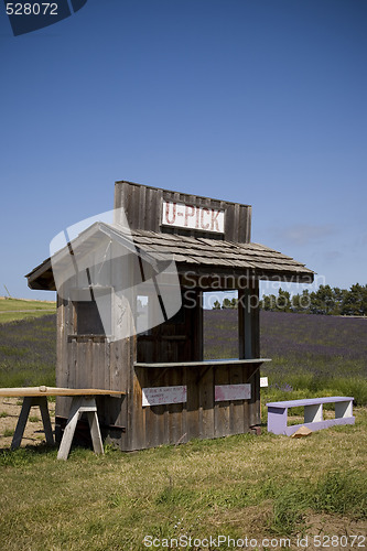 Image of Lavender Farm