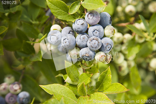 Image of Blueberries