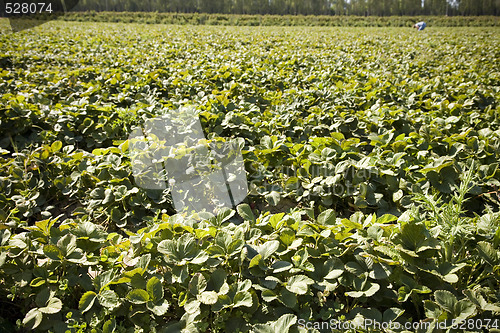 Image of Strawberry Field