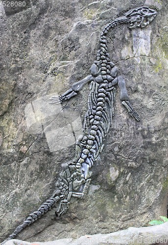 Image of Fossil