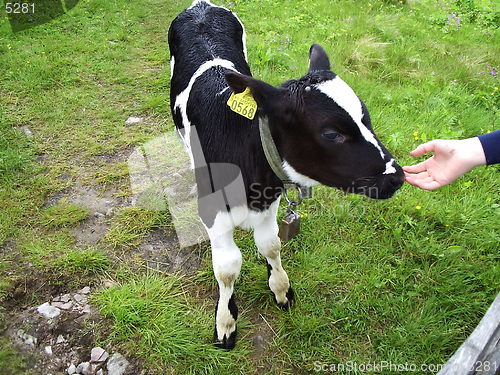 Image of Cow