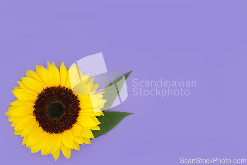 Image of Summer Sunshine Sunflower 