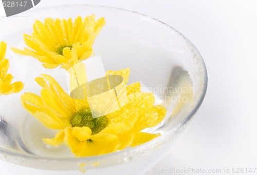 Image of yellow flowers close up