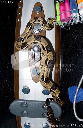 Image of Snake in Shower