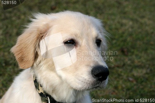 Image of Golden Retriever Puppy