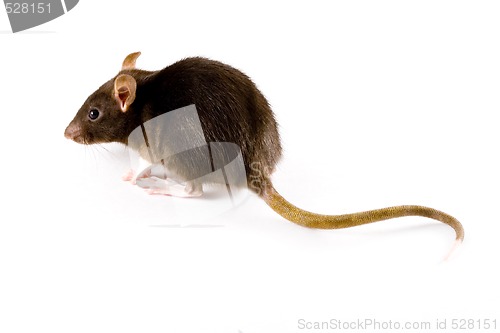 Image of Brown Rat