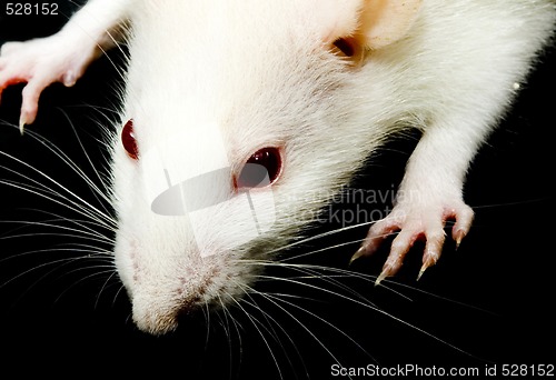 Image of White Rat