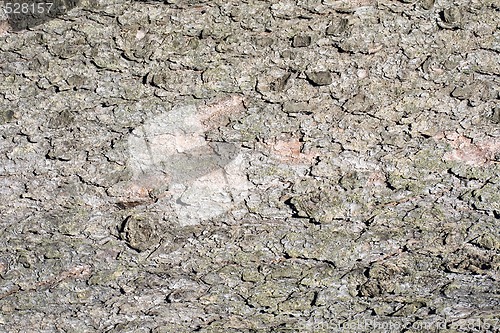 Image of Spruce Bark