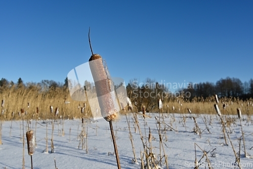 Image of  icy cattail on the lake