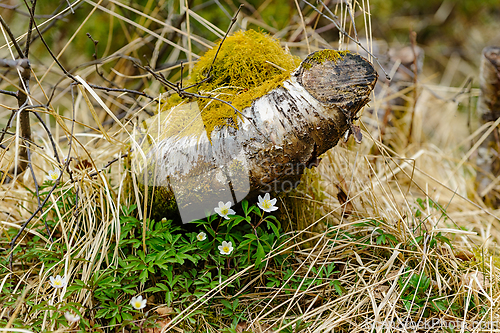 Image of Natures harmony: moss adorning wood