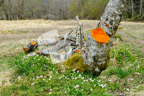 Image of Splashes of orange amidst a verdant forest clearing at twilight