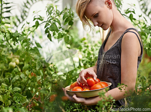 Image of Agriculture, farm and woman with tomatoes in garden for growth, health or summer sustainability. Food, nature and spring with confident young person farming or picking vegetables in greenhouse