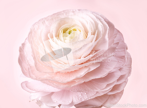 Image of beautiful pink flower