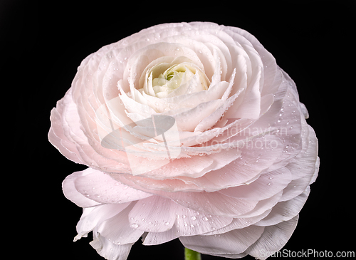 Image of beautiful pink flower