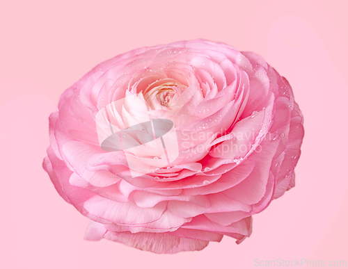 Image of beautiful pink flower