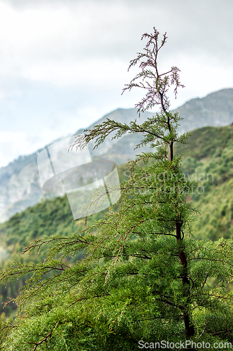 Image of beautiful Madeira landscape