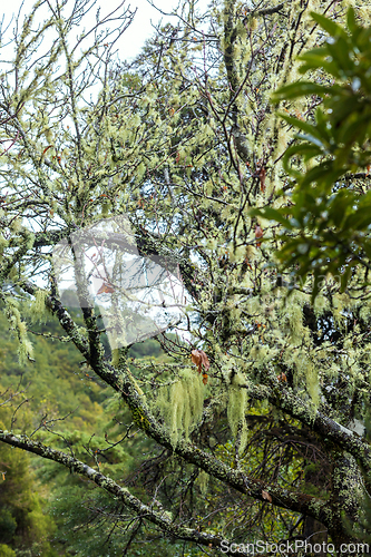 Image of Madeira nature closeup