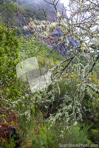 Image of Madeira nature closeup