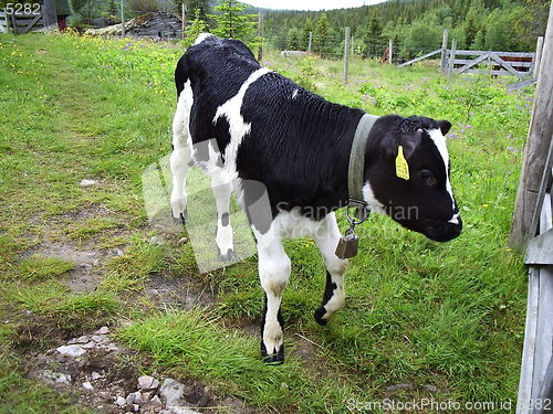 Image of Cow