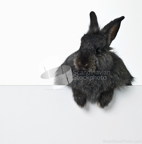 Image of Rabbit, studio and mockup space for advertising information for market sales or promotion, poster and placard for design. Bunny, billboard and announcement with pet for easter holiday or Sunday