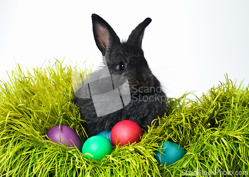 Image of Easter, eggs and rabbit on grass in studio for celebration, kids fun and creative paint. Culture, tradition and bunny with chocolate, color and hunt on Good Friday, festive event or Christian holiday