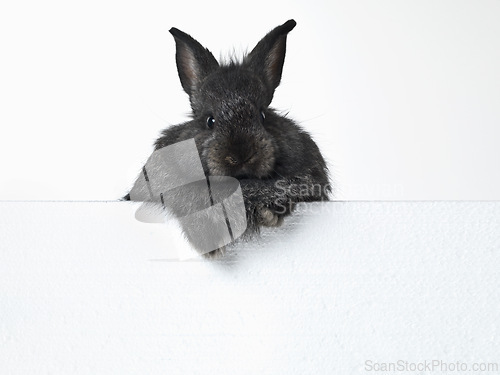 Image of Rabbit, portrait and mockup space in studio for advertising information for market sales or promotion, poster and placard for design. Bunny, billboard and announcement with pet for easter holiday.