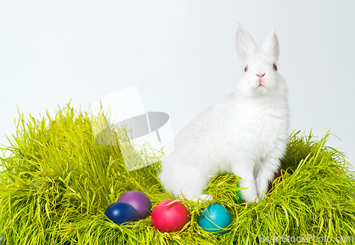 Image of Easter, eggs and rabbit on nest of grass in studio space for celebration, fun and creative paint. Culture, tradition and bunny with chocolate, mockup and hunt on Good Friday, festive event or holiday