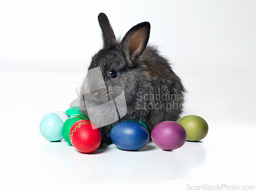 Image of Easter, color eggs and bunny in studio on table for celebration, fun or paint on candy. Culture, tradition and rabbit with chocolate, sweets or hunt on Good Friday, festive event or Christian holiday