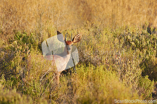 Image of Deer, portrait and wildlife in natural habitat for conservation, ecosystem and environment for animals. Steenbok or buck, stand and herbivore in field in North America or nature for countryside.