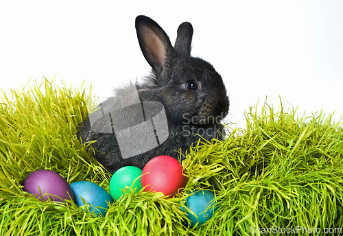 Image of Easter, eggs and bunny on grass in studio for celebration, kids fun and creative paint. Culture, tradition and rabbit with chocolate, color and hunt on Good Friday, festive event or Christian holiday