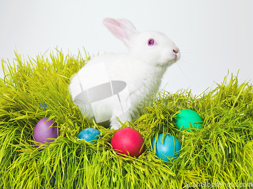 Image of Easter, eggs and bunny on nest in studio for celebration, fun or creative paint on candy. Culture, tradition and rabbit on grass, chocolate and hunt on Good Friday, festive event or Christian holiday