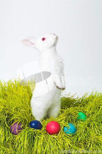 Image of Easter, eggs and rabbit on nest in studio for celebration, festive and creative paint on candy. Culture, tradition and bunny with chocolate, grass and hunt on Good Friday, event or Christian holiday