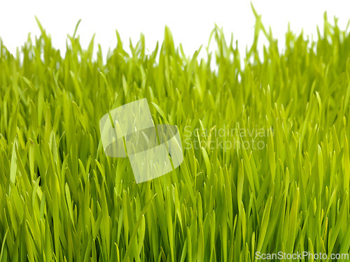 Image of Nature, plant and grass on a white background for garden, meadow and park for growth, field and landscape. Agriculture, sustainability and isolated plants for environment, ecosystem and ecology