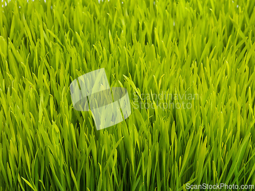 Image of Nature, plant and closeup of grass for field, meadow and park for growth, gardening and landscape. Agriculture, natural background and isolated plants for farm environment, ecosystem and ecology