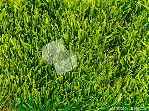 Image of Nature, plant and above of grass for field, meadow and park for growth, gardening and lawn landscape. Agriculture, natural background and isolated plants for environment, ecosystem and ecology