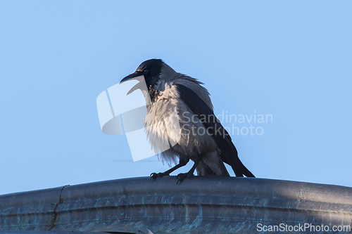 Image of angry hooded crow on top of the roof