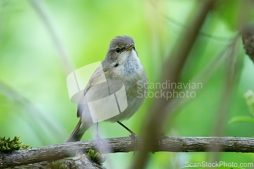 Image of common chiffchaff hiding into the bushes