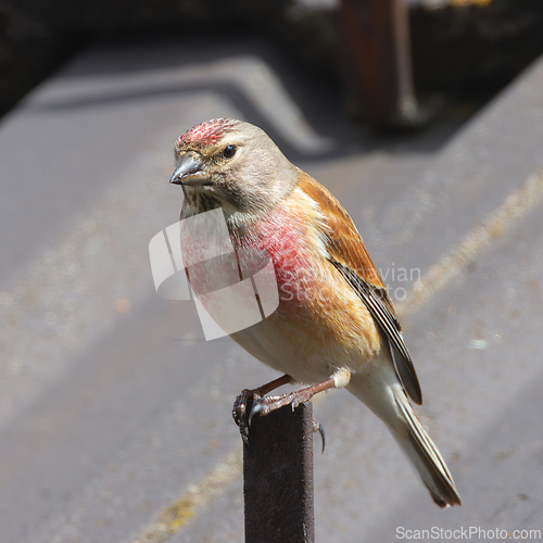 Image of common linnet on top of a house roof