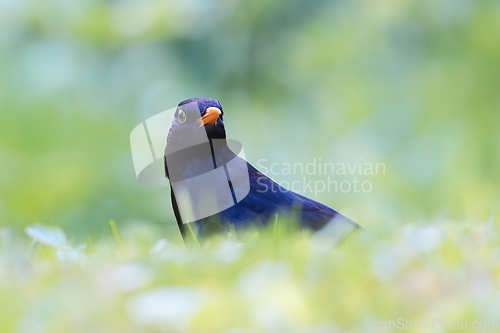 Image of curious male common blackbird