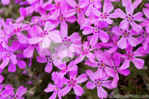 Image of downy phlox pink flowers