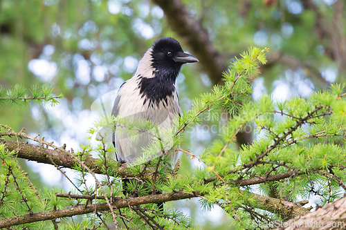 Image of hooded crow perched in a larch tree
