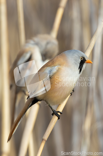 Image of male colorful reedling in natural habitat